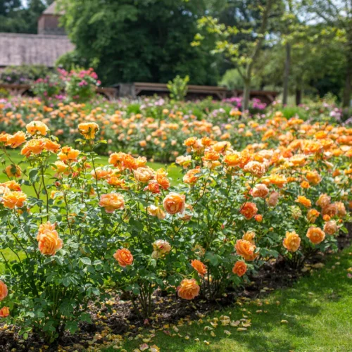 ROSA 'David Austin'® 'Lady of Shalott'® - Obrázek 4
