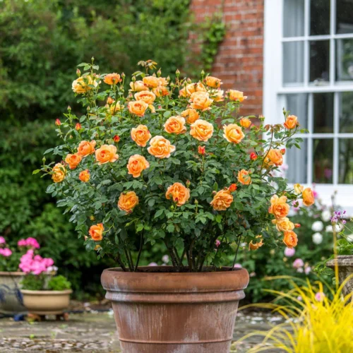 ROSA 'David Austin'® 'Lady of Shalott'® - Obrázek 3