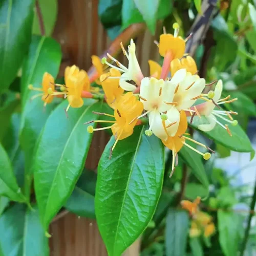 Lonicera henryi 'Copper Beauty'-vyvaz. - Obrázek 1