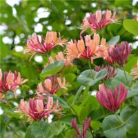 Lonicera heckrottii ´American Beauty´