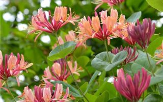 Lonicera heckrottii ´American Beauty´