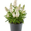 Buddleja davidii Summer Kids, C5L - Marie-bílá