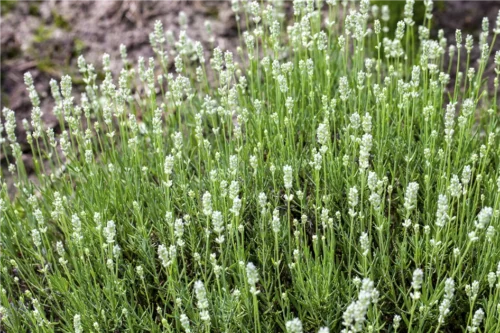 Lavandula angustifolia 'HIDCOTE ALBA' - Obrázek 2