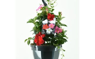 MANDEVILLA - SUNDAVILLE, ZÁVĚS