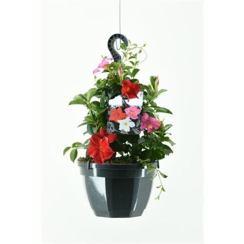 MANDEVILLA - SUNDAVILLE, ZÁVĚS - Image 1