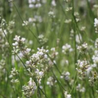 Lavandula angustifolia 'HIDCOTE ALBA'