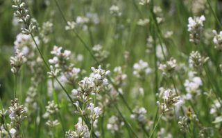 Lavandula angustifolia 'HIDCOTE ALBA'