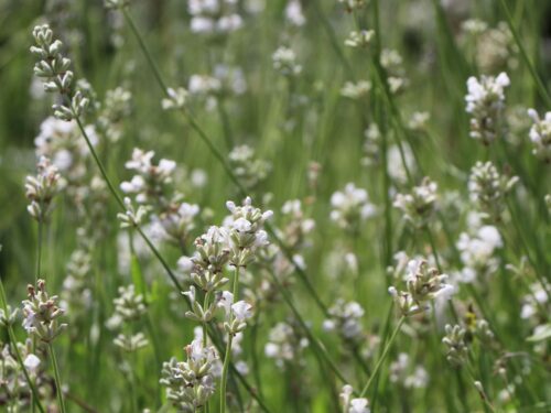 Lavandula angustifolia 'HIDCOTE ALBA' - Obrázek 1