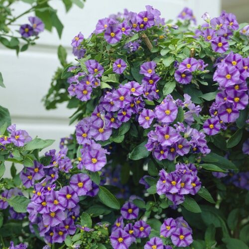 Solanum rantonnetti - Image 1