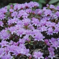 Rhododendron impeditum 'Buchlovice'