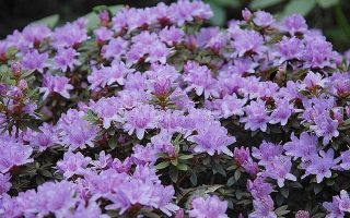 Rhododendron impeditum 'Buchlovice'