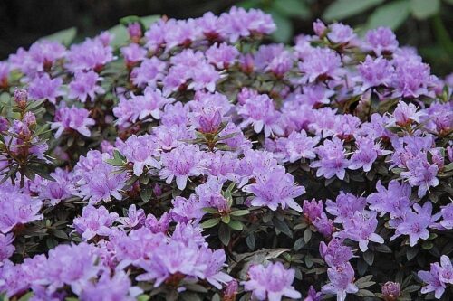 Rhododendron impeditum 'Buchlovice' - Obrázek 1