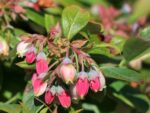 Vaccinium cor. ´Sunshine Blue´ - Obrázek 3