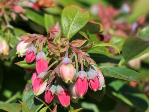 Vaccinium cor. ´Sunshine Blue´ - Obrázek 3