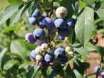 Vaccinium cor. ´Sunshine Blue´