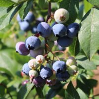 Vaccinium cor. ´Sunshine Blue´