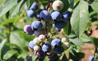 Vaccinium cor. ´Sunshine Blue´