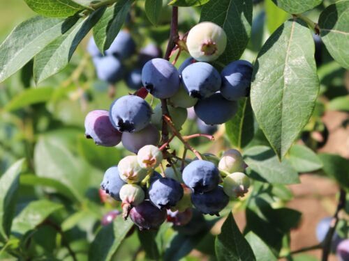 Vaccinium cor. ´Sunshine Blue´ - Obrázek 1