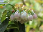 Vaccinium cor. ´Sunshine Blue´ - Obrázek 2
