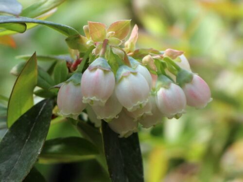 Vaccinium cor. ´Sunshine Blue´ - Obrázek 2