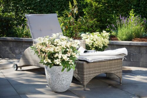Hydrangea pan. ´Switch Ophelia´®(Polestar) - Obrázek 6