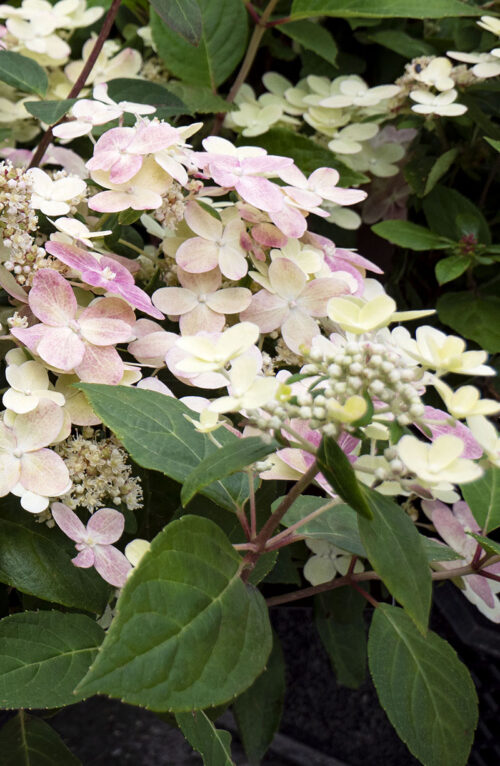 Hydrangea pan. ´Switch Ophelia´®(Polestar) - Obrázek 7