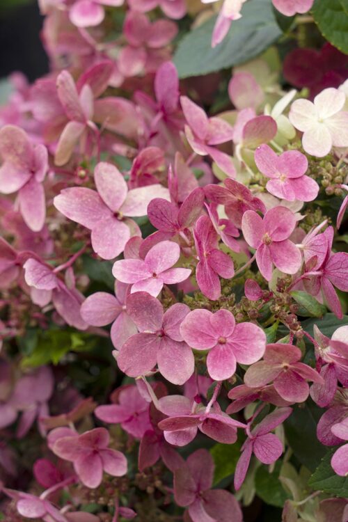 Hydrangea pan. ´Switch Ophelia´®(Polestar) - Obrázek 8