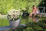 Hydrangea pan. ´Switch Ophelia´®(Polestar) - Obrázek 4