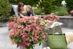 Hydrangea pan. ´Switch Ophelia´®(Polestar) - Obrázek 9