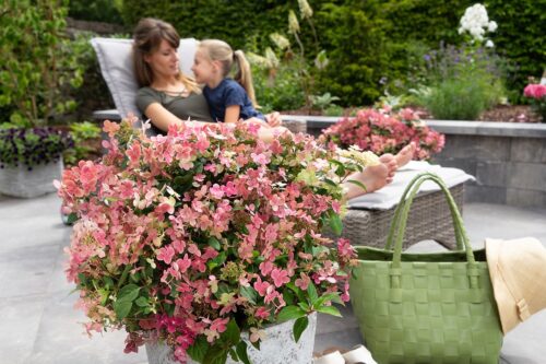 Hydrangea pan. ´Switch Ophelia´®(Polestar) - Obrázek 9