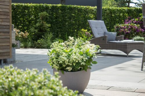 Hydrangea pan. ´Switch Ophelia´®(Polestar) - Obrázek 3