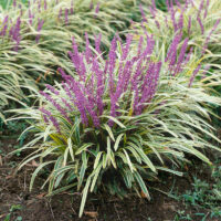 Liriope muscari 'Variegata'