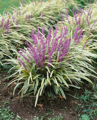 Liriope muscari 'Variegata'