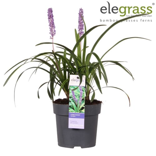 Liriope muscari 'Variegata' - Obrázek 2