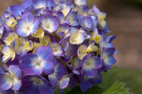 Hydrangea macr. ´Endless Summer®-'kultivar BloomStar® - Image 3