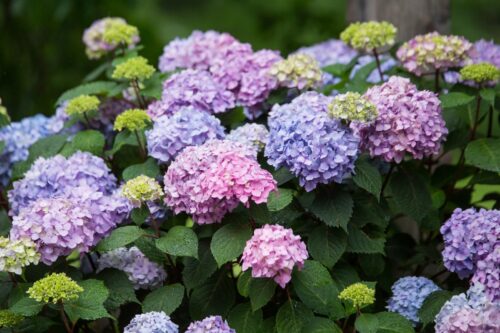 Hydrangea macr. ´Endless Summer®-'kultivar BloomStar® - Image 1