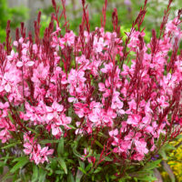 Gaura lindheimeri 'Flamingo Pink'