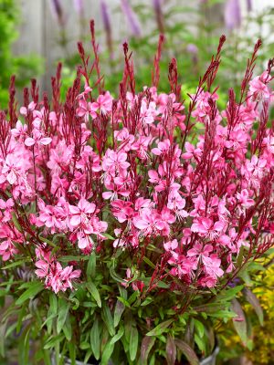 Gaura lindheimeri 'Flamingo Pink'