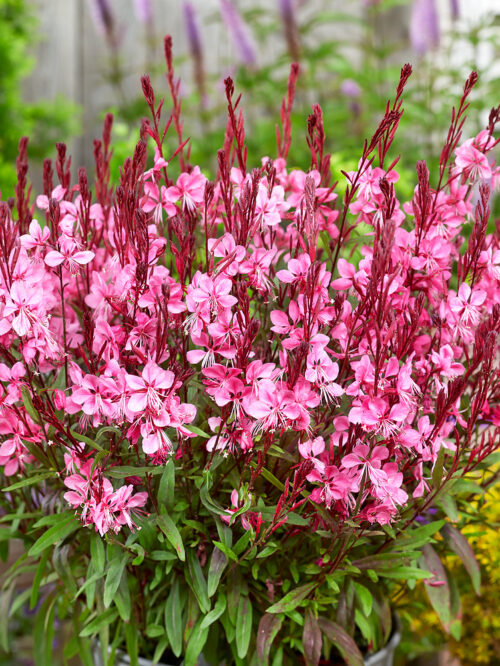 Gaura lindheimeri 'Flamingo Pink' - Obrázek 1