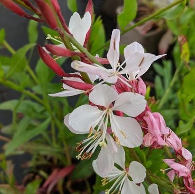 Gaura lindheimeri 'Flamingo White'