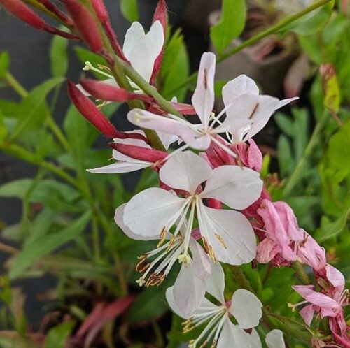 Gaura lindheimeri 'Flamingo White' - Obrázek 1