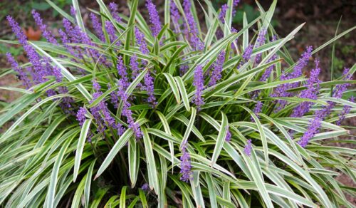 Liriope muscari 'Variegata' - Obrázek 3