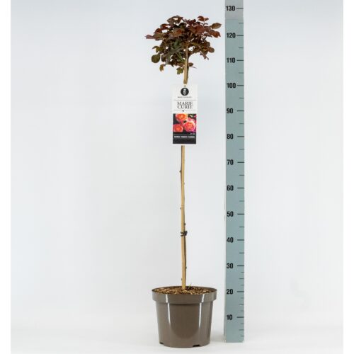 Rosa 'Marie Curie'®-stromková - Image 4