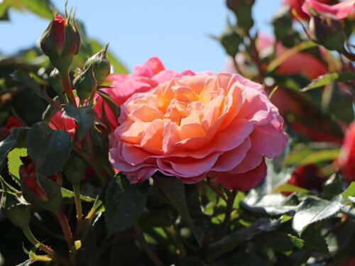 Rosa 'Marie Curie'®-stromková - Image 3