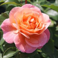 Rosa 'Marie Curie'®