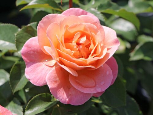 Rosa 'Marie Curie'®-stromková - Image 2