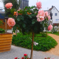 Rosa 'Marie Curie'®-stromková