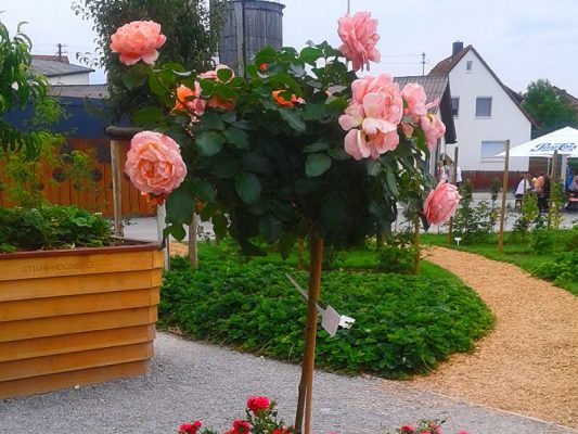 Rosa 'Marie Curie'®-stromková