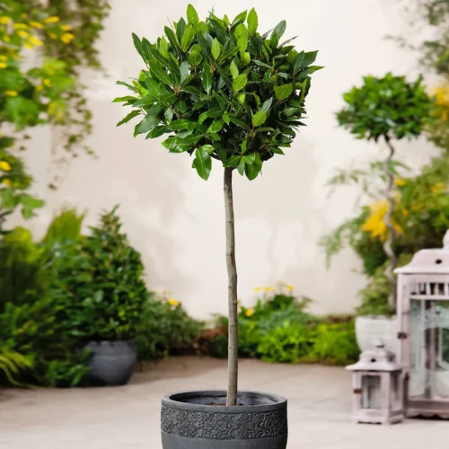 Laurus nobilis | Vavřín ušlechtilý - Obrázek 2