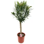 Nerium oleander - Obrázek 2